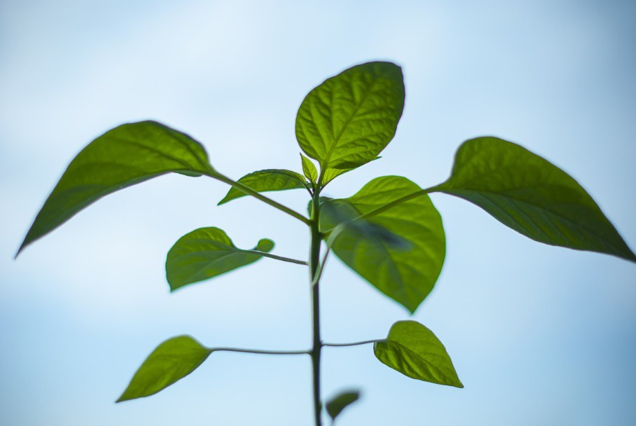 plant plant