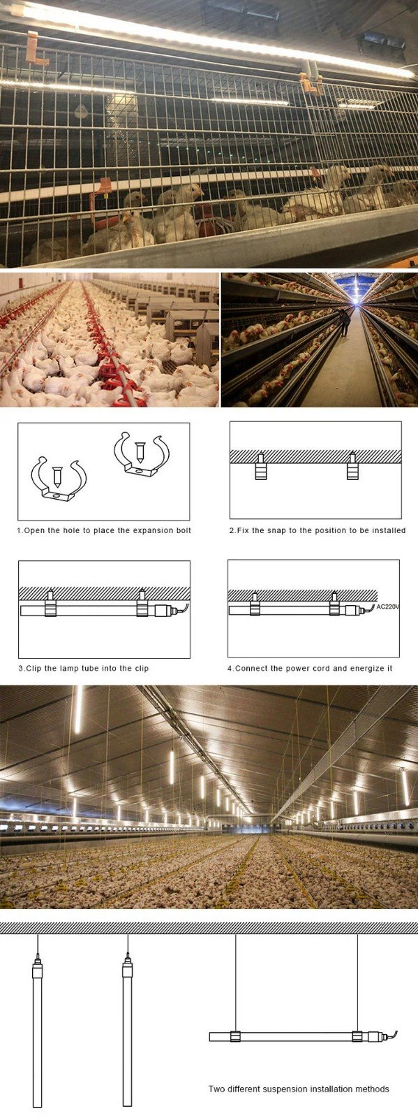 poultry lighting