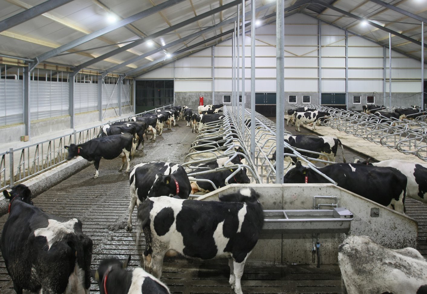 dairy-cattle-led-lighting-ni