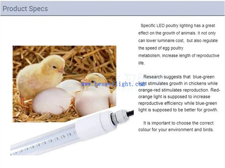 チキンシェッドライト